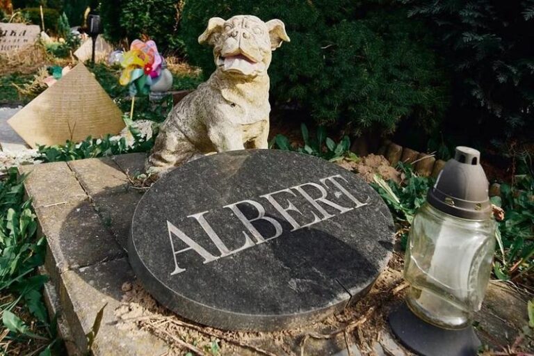 Czy można zakopać psa w ogrodzie? Przewodnik po etycznych i prawnych aspektach pochówku zwierząt