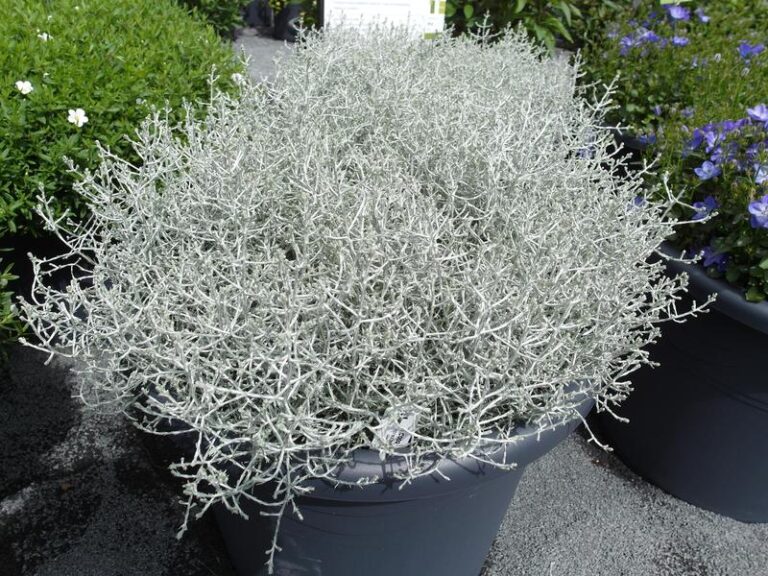 Rośliny, które pięknie ozdobią cmentarz – co warto posadzić?