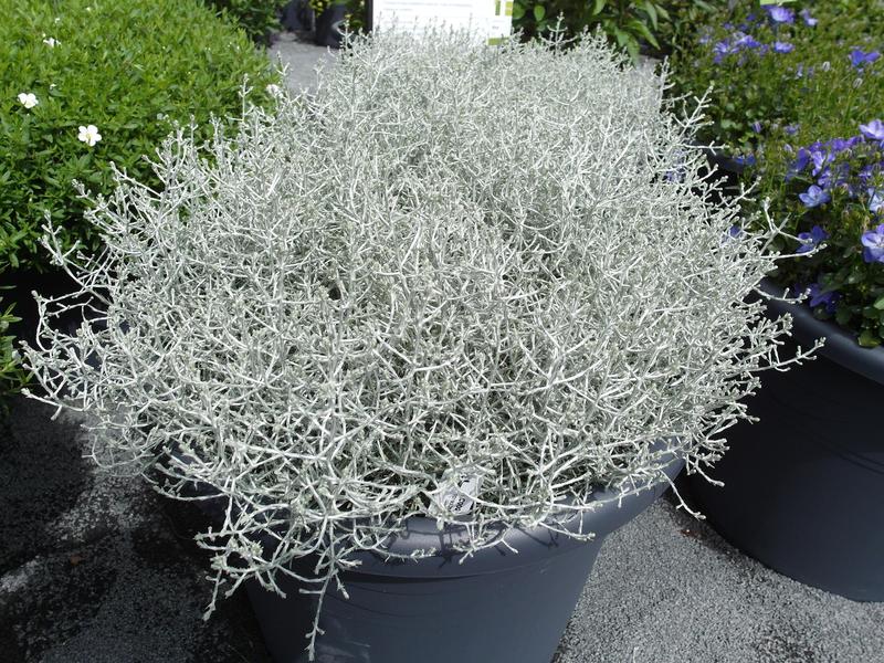 Rośliny, które pięknie ozdobią cmentarz – co warto posadzić?