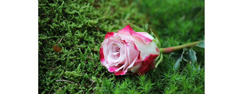 Kompozycje ogrodowe z trawami ozdobnymi