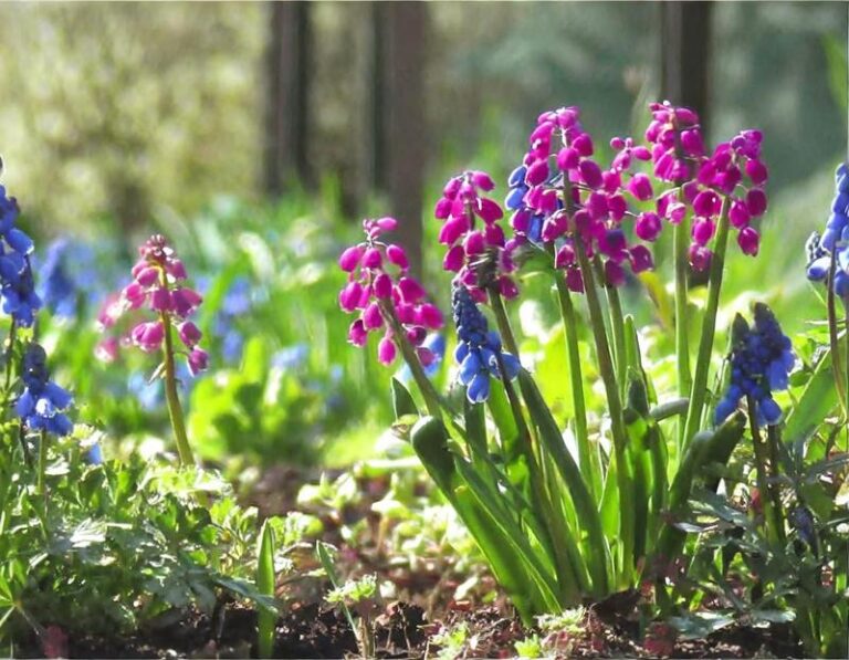 Idealne rośliny, które pięknie wypełnią środek ogrodu