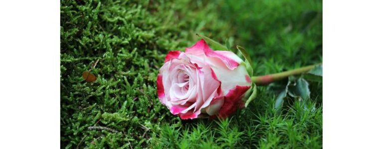 Jakie rośliny doskonale komponują się z trawami ozdobnymi?