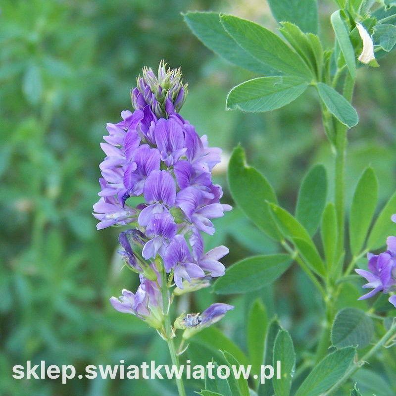 Budowa domu w Lucernie