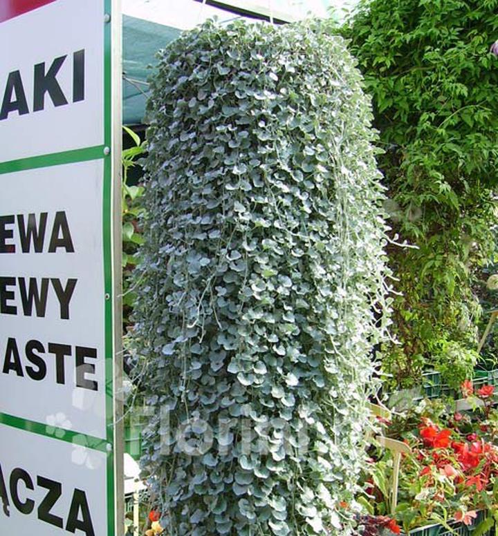 Ekologiczny samowystarczalny ogródek balkonowy