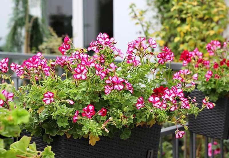 Rośliny balkonowe kwitnące
