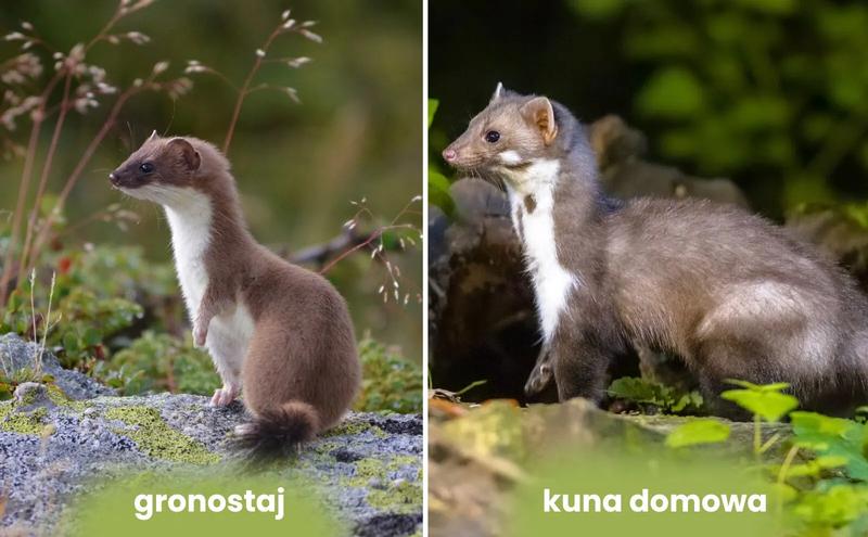 Zalety i wady posiadania łasicy