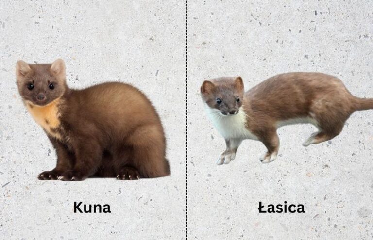 Czy możliwe jest trzymanie łasicy w domowych warunkach?