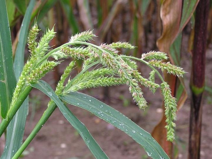 Skuteczne metody na walkę z dzikim prosem na trawniku