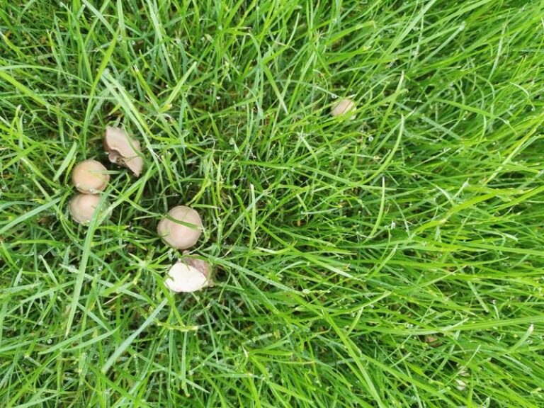 Co sprawia, że na trawniku rosną grzyby? Oto przestrogi i ciekawostki