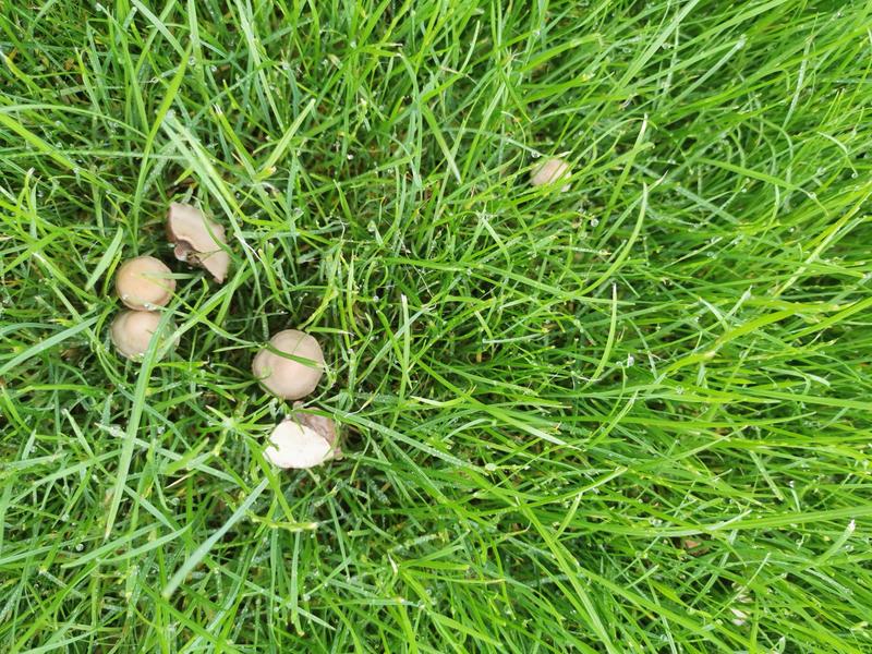 Co sprawia, że na trawniku rosną grzyby? Oto przestrogi i ciekawostki
