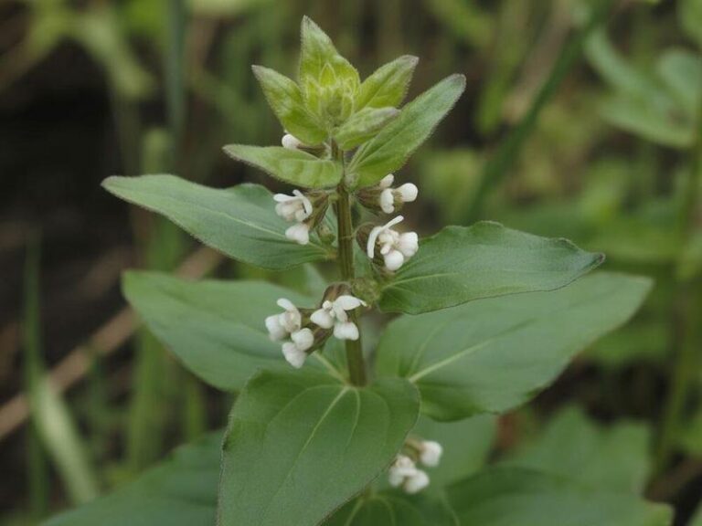 Skuteczne metody na pozbycie się lebiody z trawnika