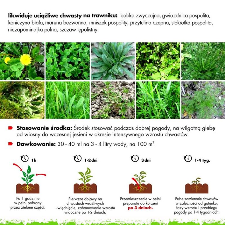 Skuteczne metody na walkę z chwastami w Twoim trawniku
