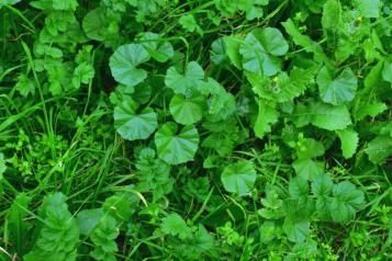 Naturalne metody pielęgnacji