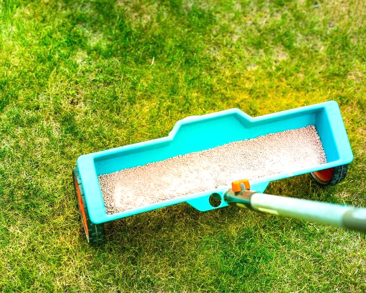 Kiedy pierwszy nawóz na trawnik: termin, sposób i najlepsze praktyki