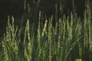 Jak skutecznie zwalczyć perz na trawniku i zachować zdrową murawę