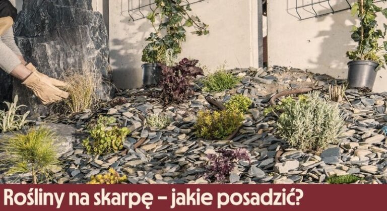 Rośliny na skarpę przy tarasie – efektowne i łatwe w uprawie